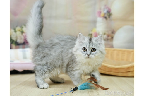 成約済の千葉県のミヌエット-100422の5枚目